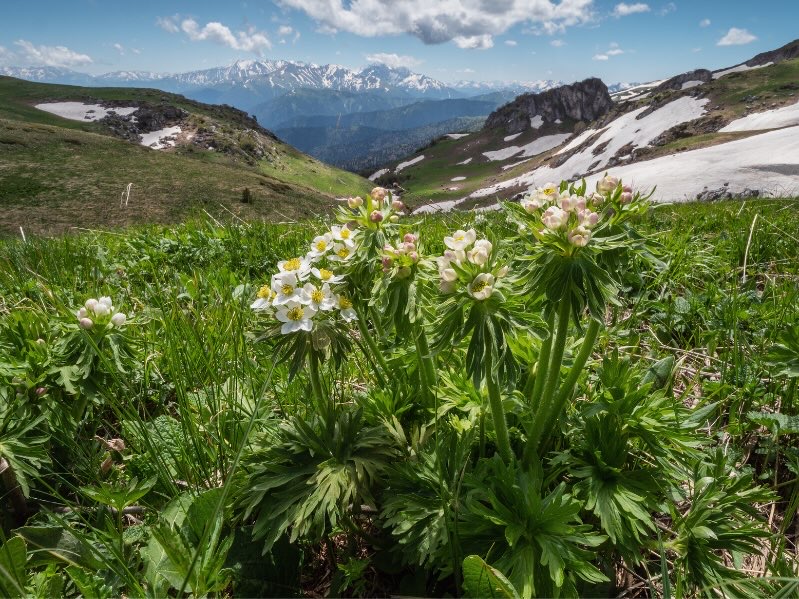 Адыгея